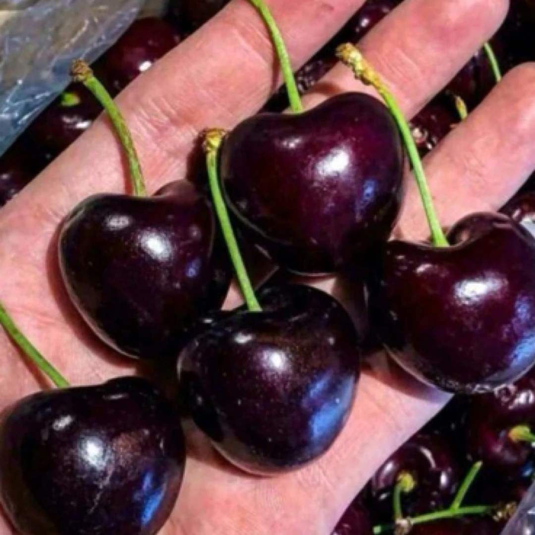 智利桑缇娜4J车厘子1斤