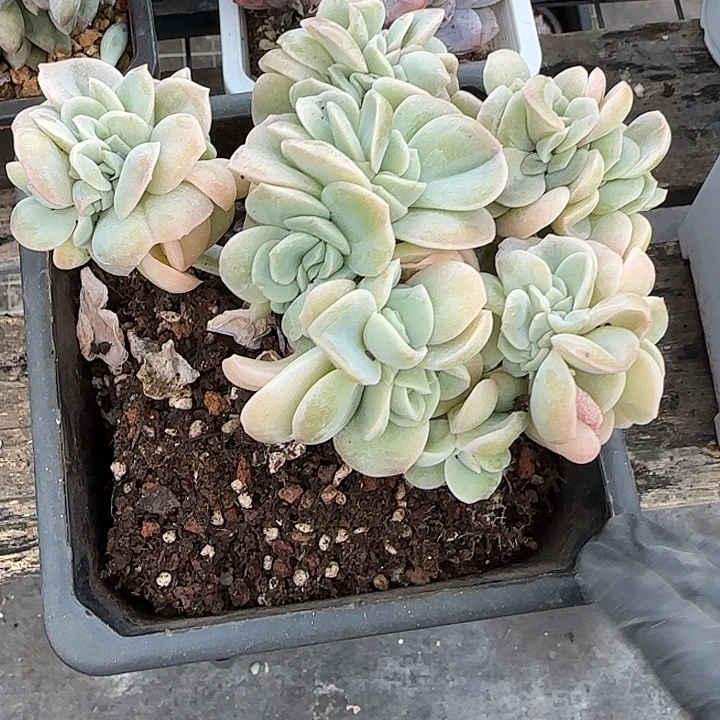 青蛙王子儿童牙膏套装11