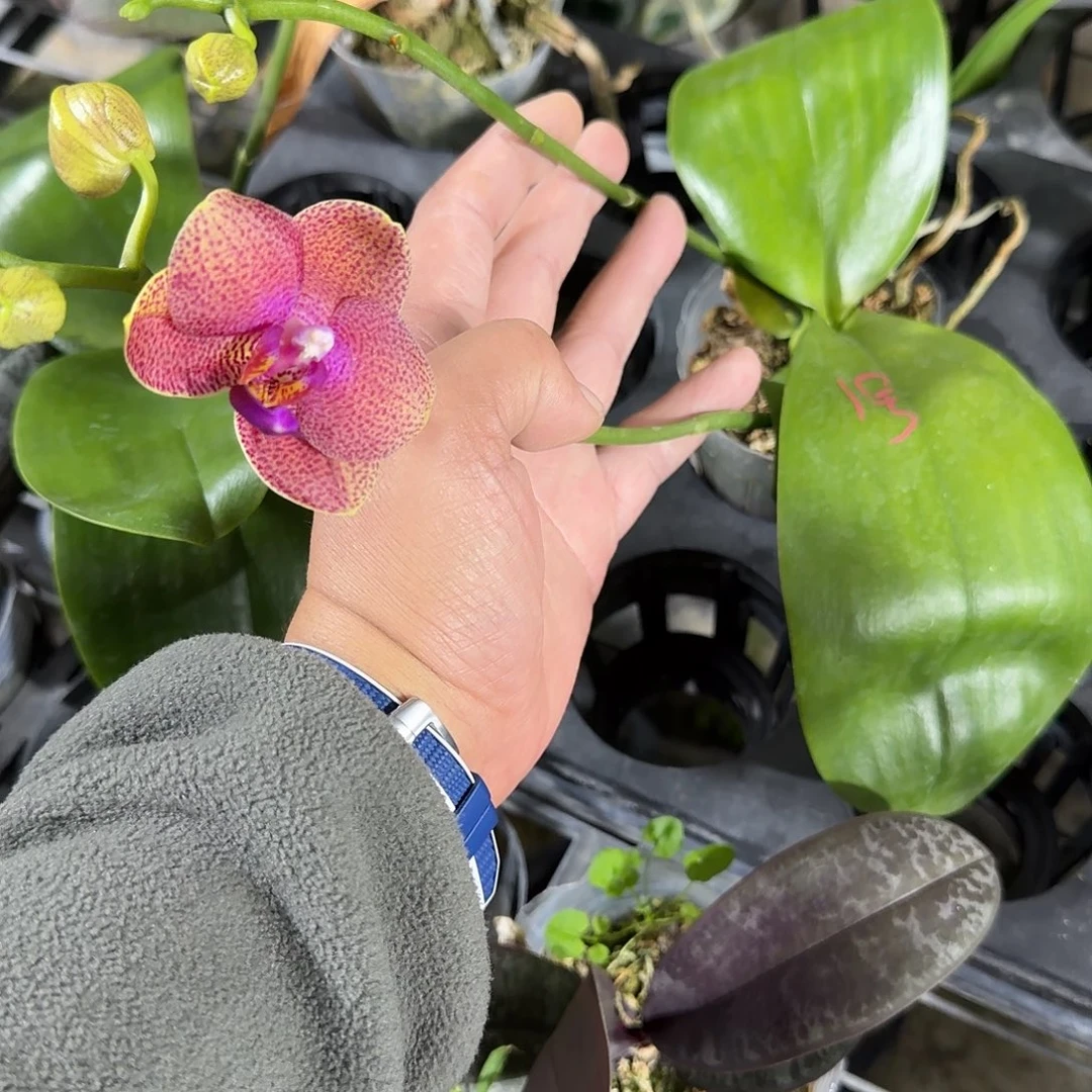 曦***子当前无花朵，栽培后可花朵1号新石生