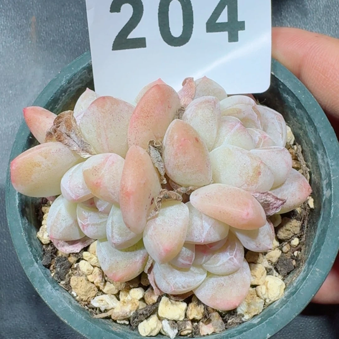 冰玉群生整装无砍