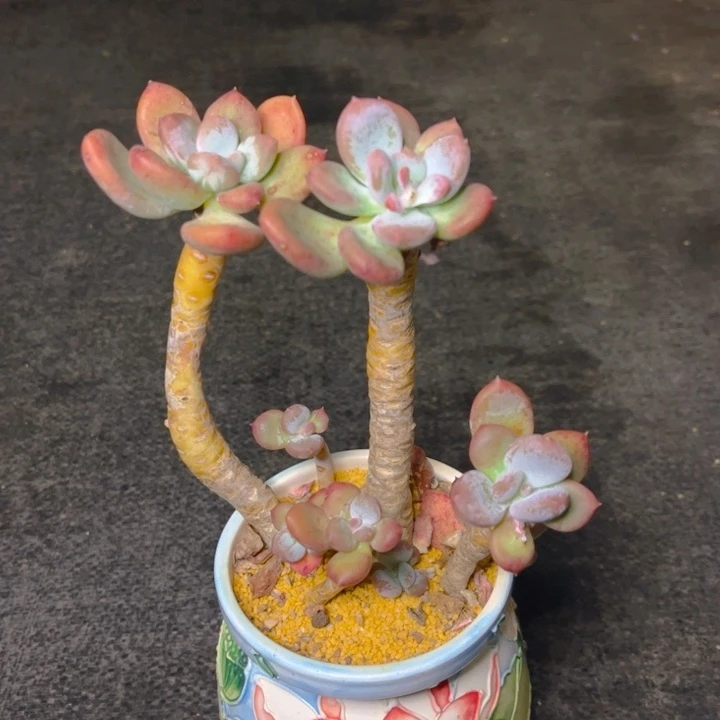 开播福利灰姑娘老桩