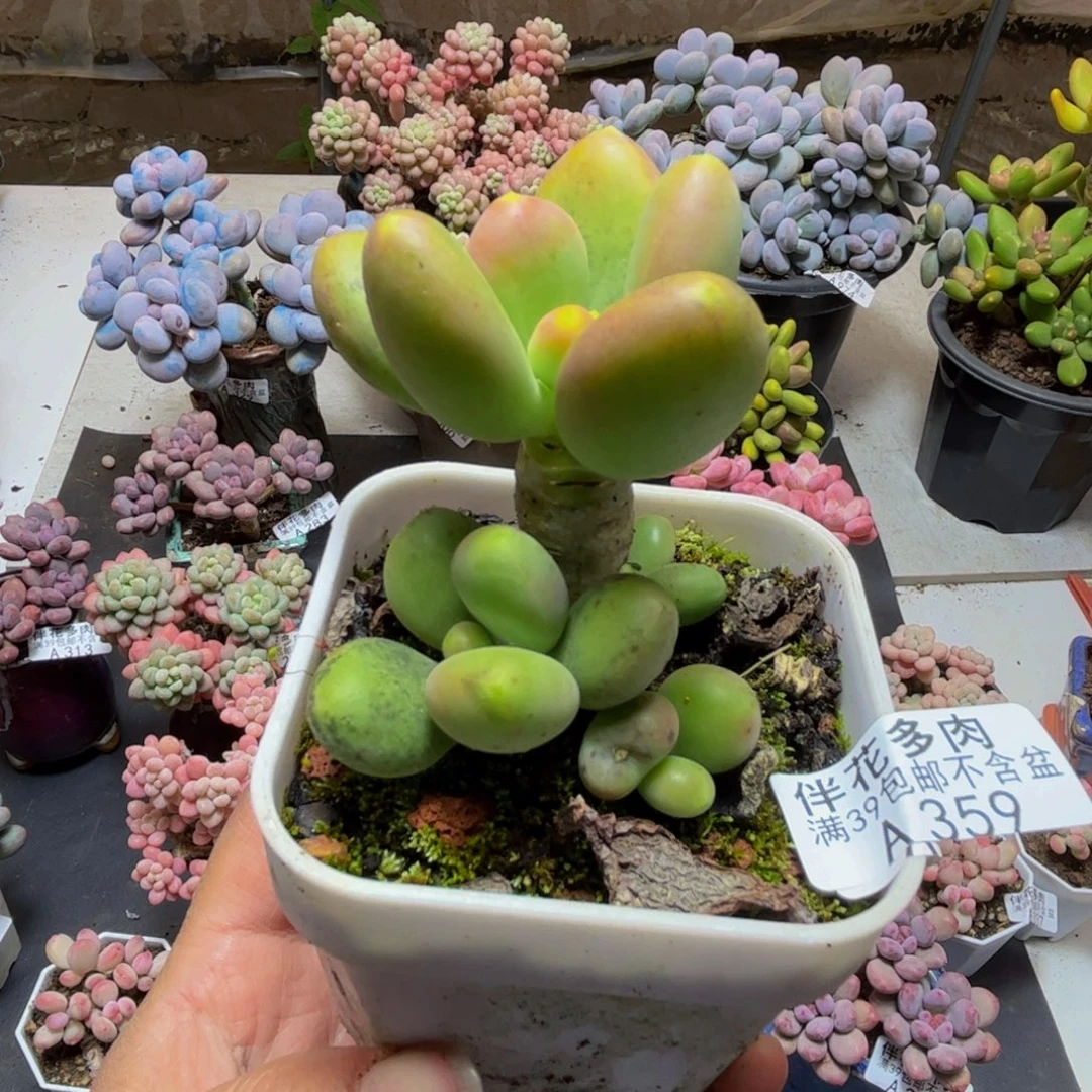 359芒果奶7cm多肉