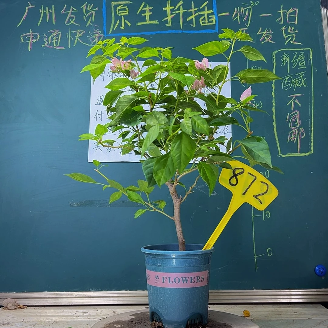 当前无花栽培后可以开花  粗杆 暗斑水晶  872