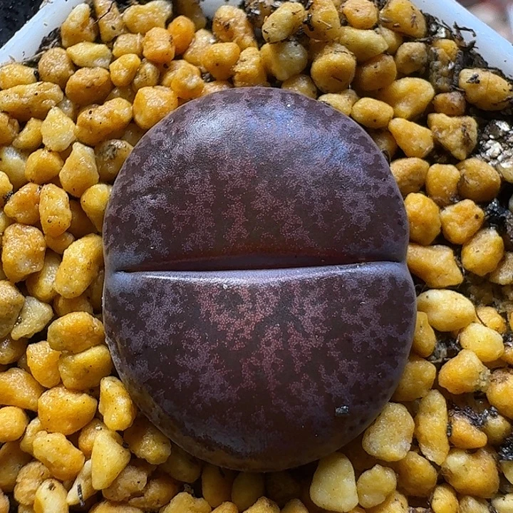 生石花1111111。  100