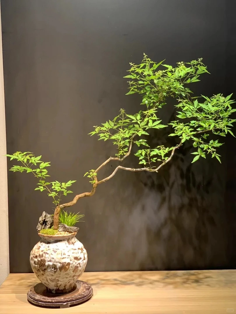 太行山黄荆生桩拍货链接10-100