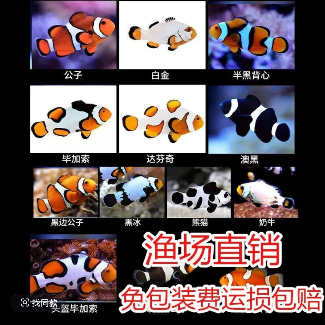 人工繁殖小丑鱼海水观赏活鱼澳黑毕加索熊猫超萌耐活