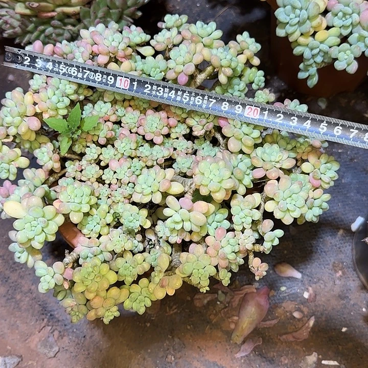 多肉植物一物一拍洛可可445