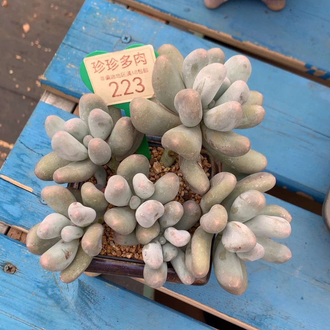 米可奶无砍平头223