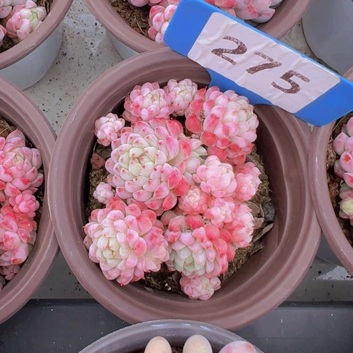 健健康康平平安安