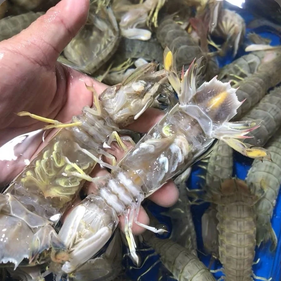 【皮皮虾】天津本地皮皮虾  闪送到家