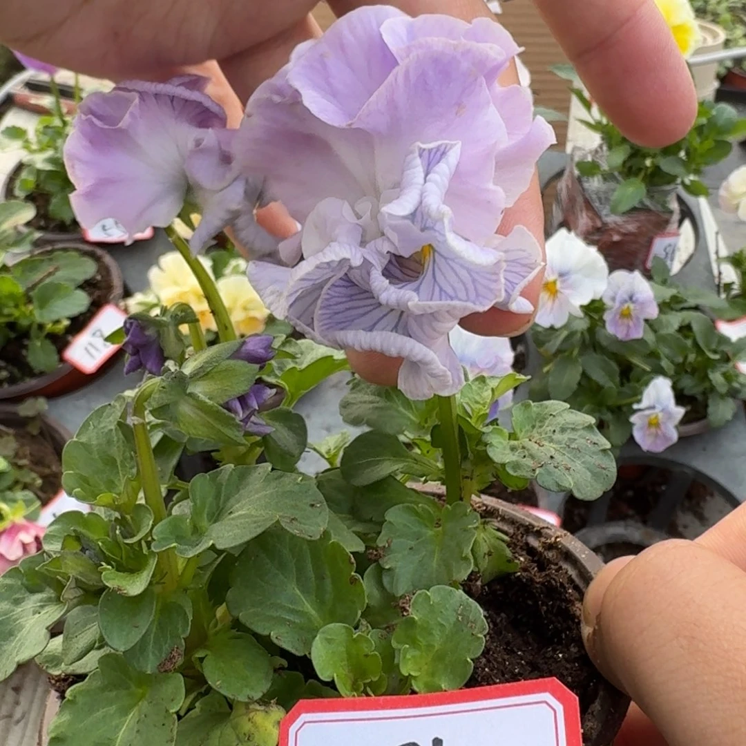 大部分花苞少量开放86