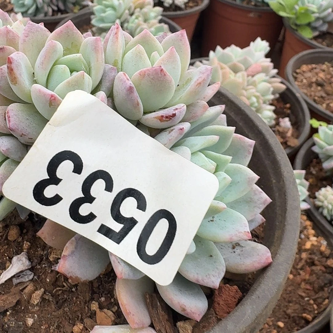 用****9156698756666666