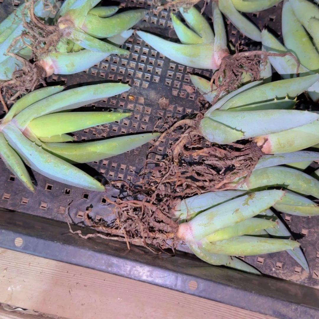 块根植物块根植物块根