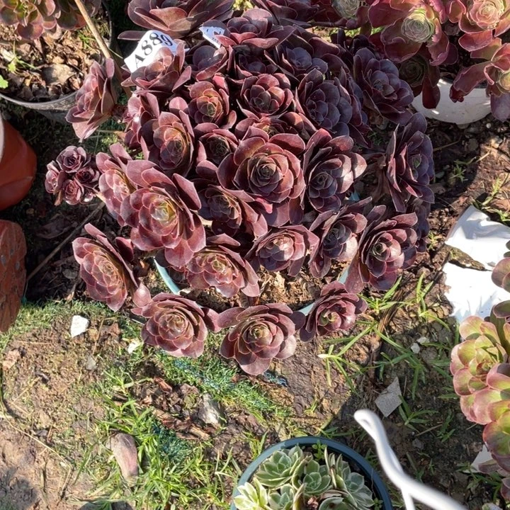 889号媚金玫瑰大老桩