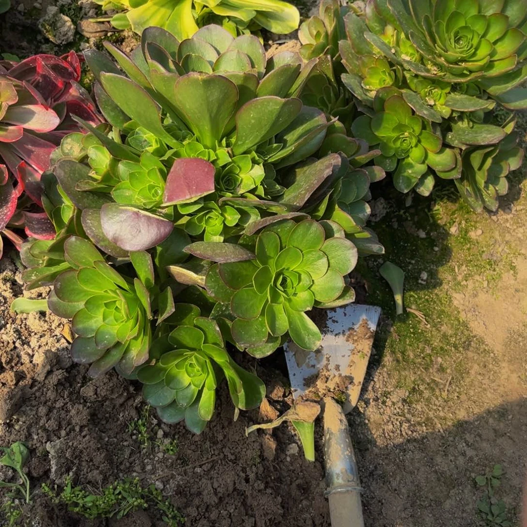 魅金多肉植物捧花的