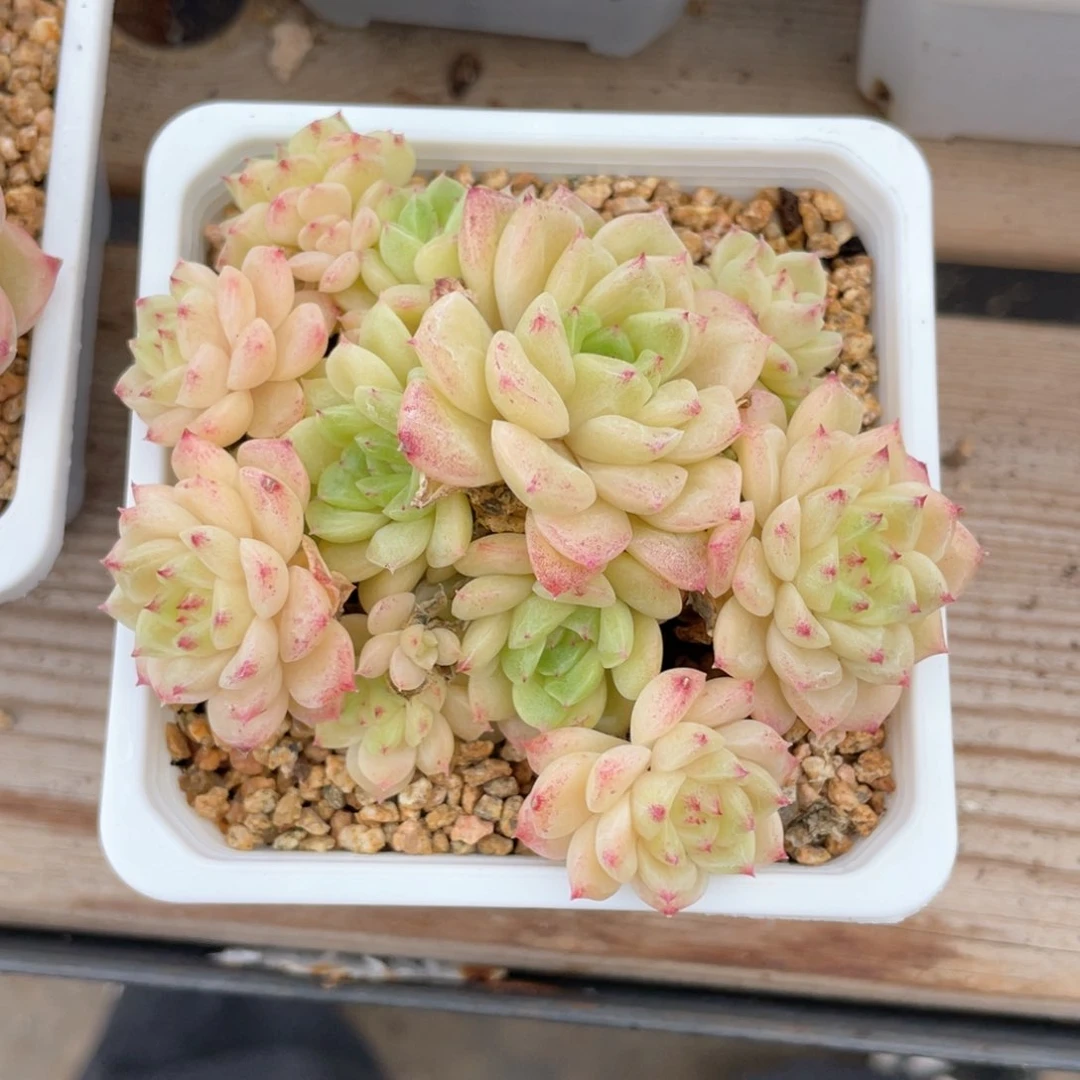 优选麦杆福利1675