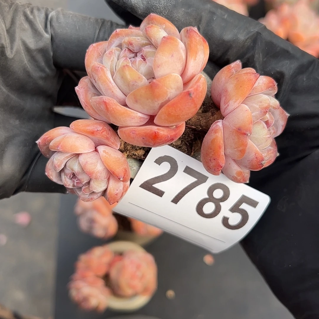 苗***2785，三头星影带盆发的