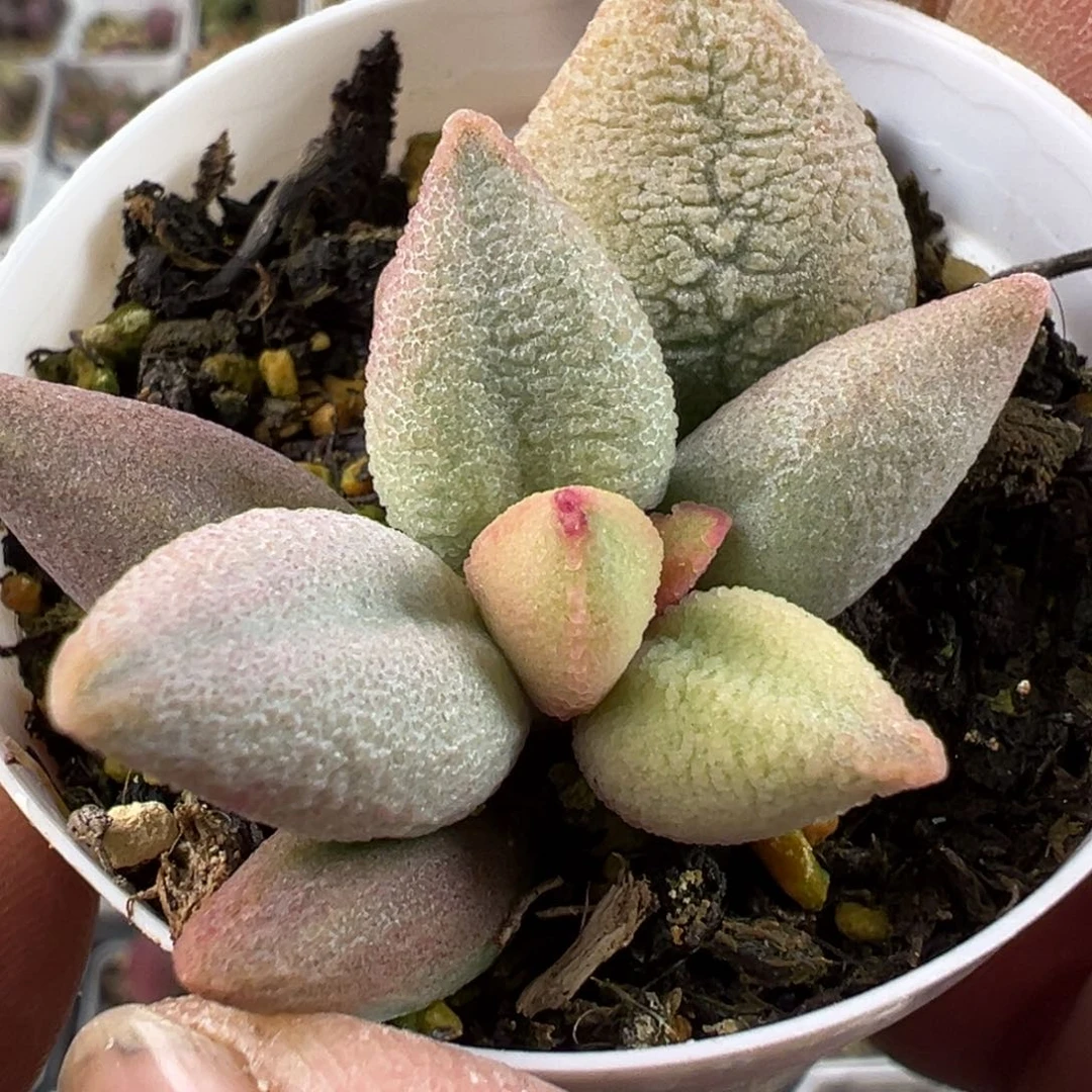 哈弗水泡多肉植物