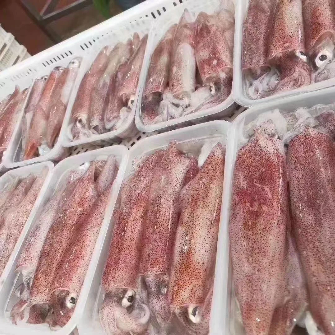 顺丰新鲜速冻发货野生海捕灯管笔管鱿鱼灯光冷冻海兔锁鲜鲜活乌贼