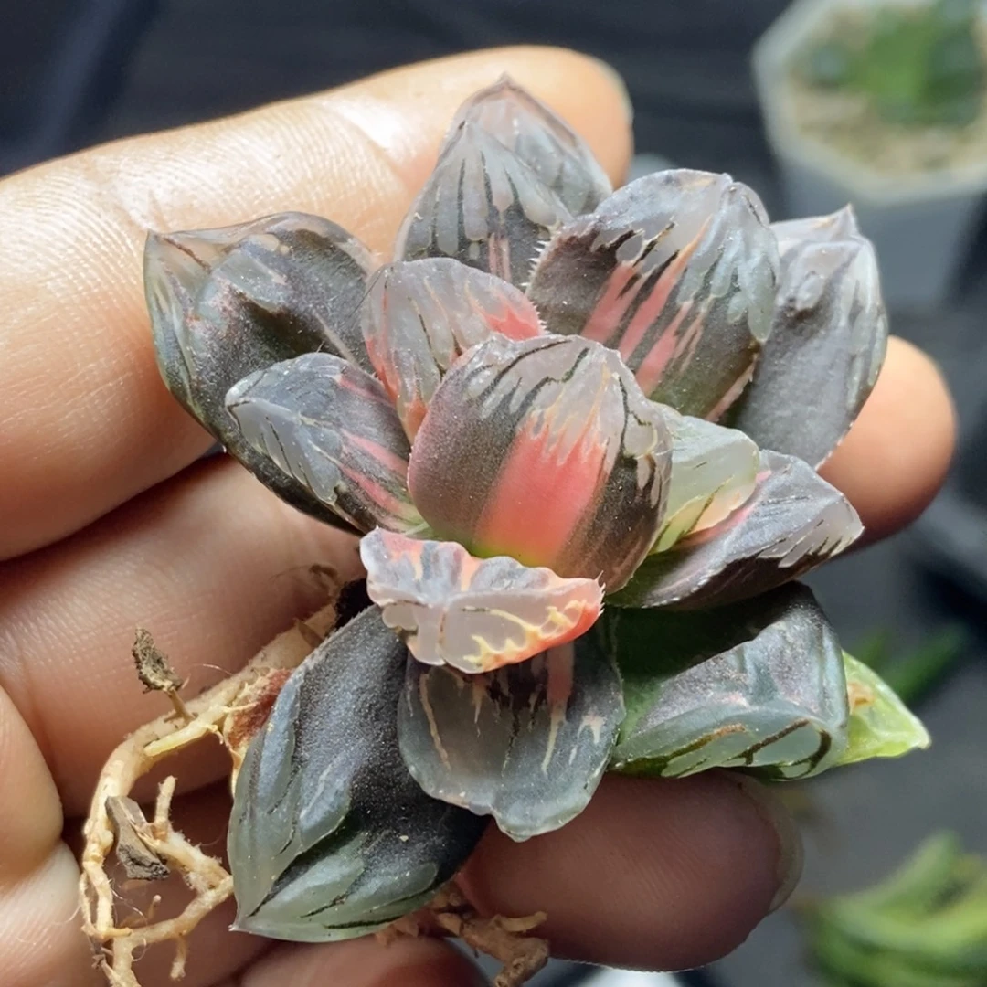 特价极上斑黑水晶锦一物一拍