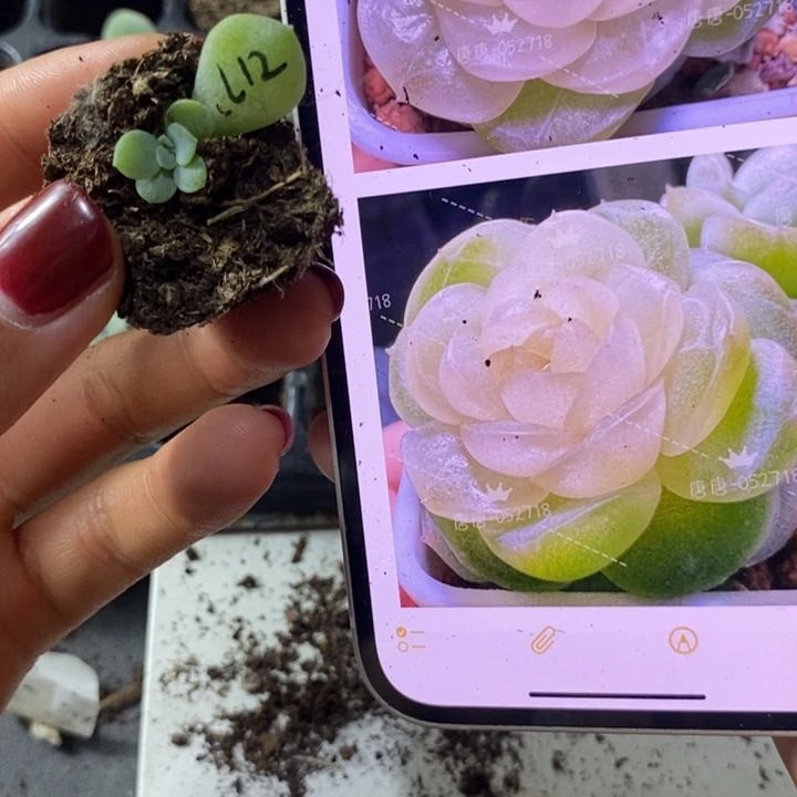 懒甜心t12芽苗一个多肉