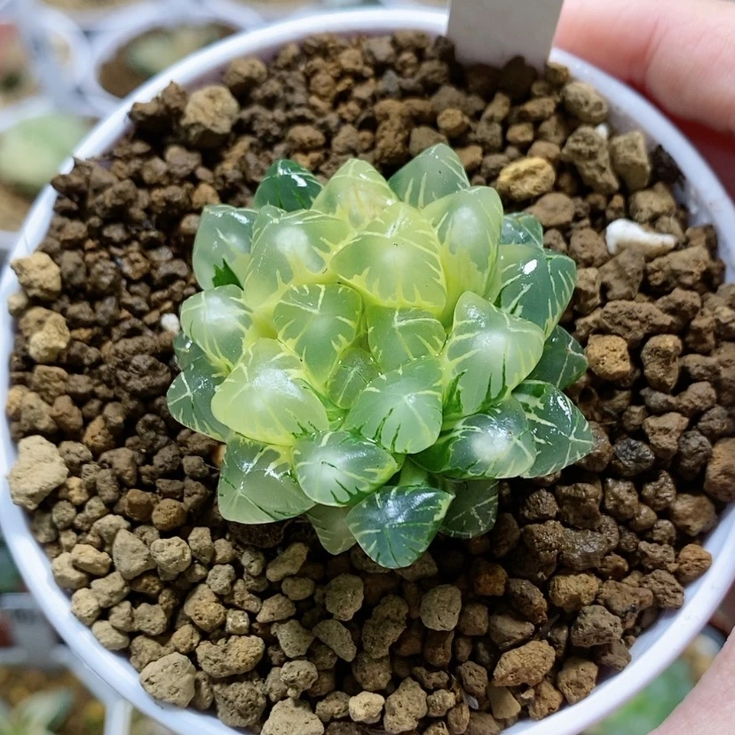 【闪购商品】88老川玉露锦