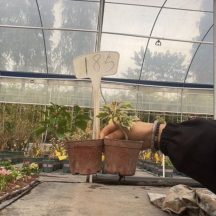 当前无花栽培后可以开花佩德罗掌中宝 金边黄掌中宝185