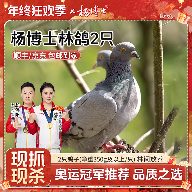 【散养林鸽2只】杨博士皖南山林散养鸽子营养丰富原粮饲喂新鲜滋补