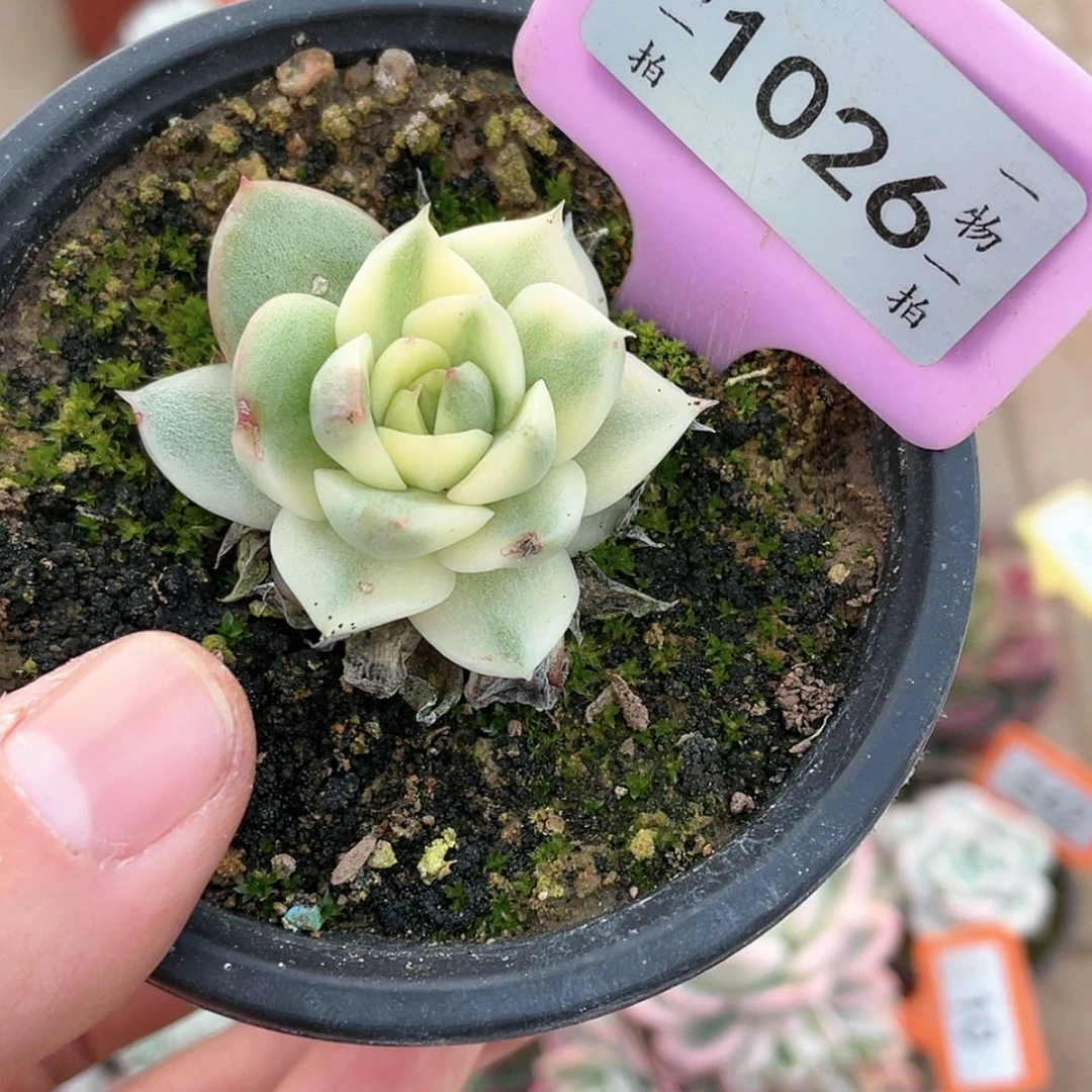【闪购商品】1026号