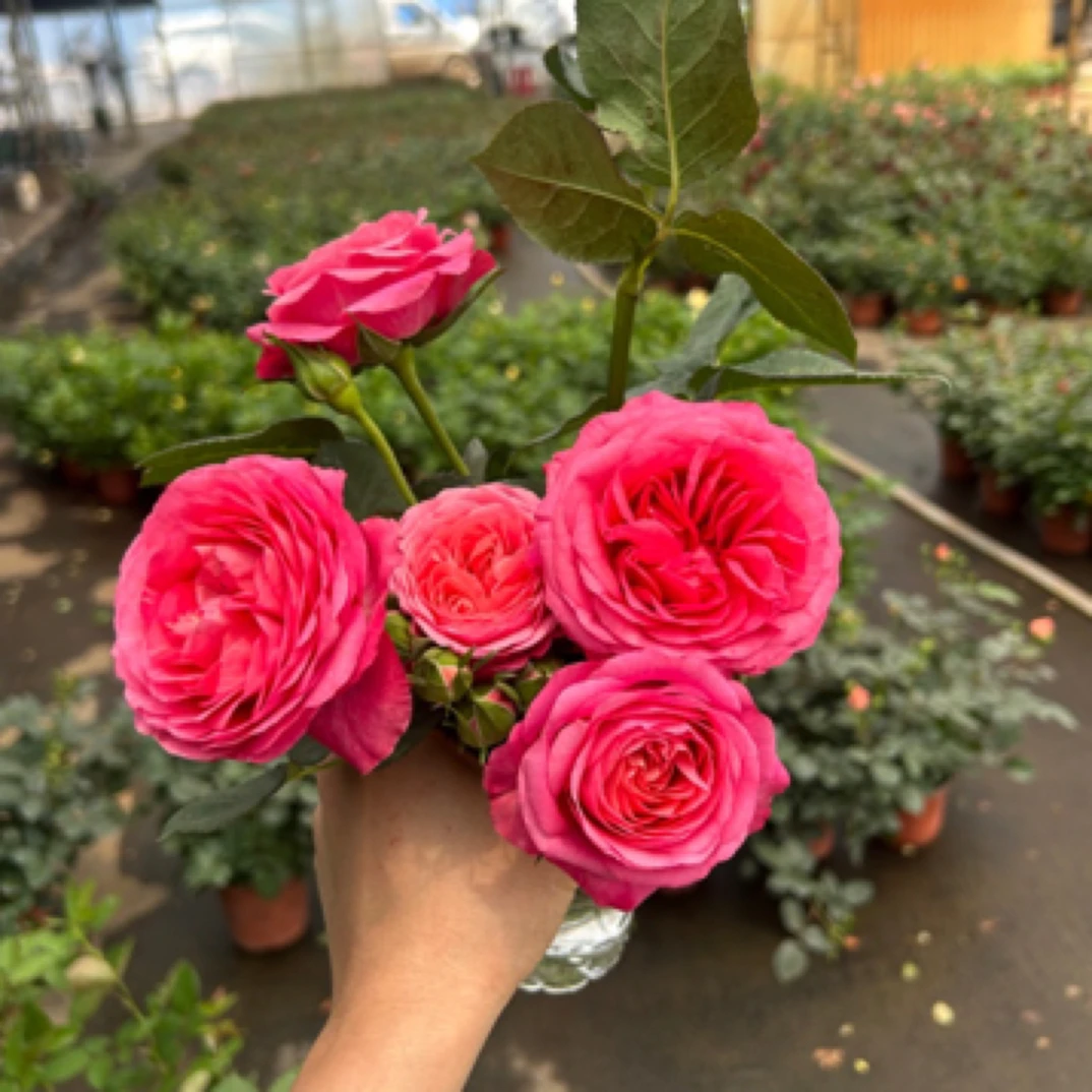 玲珑公主 一盆多颗  多头 耐热 四季开花 室内外盆栽