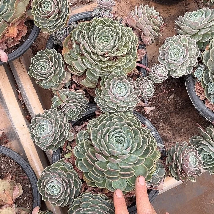 昂斯诺2颗12.88多肉植物