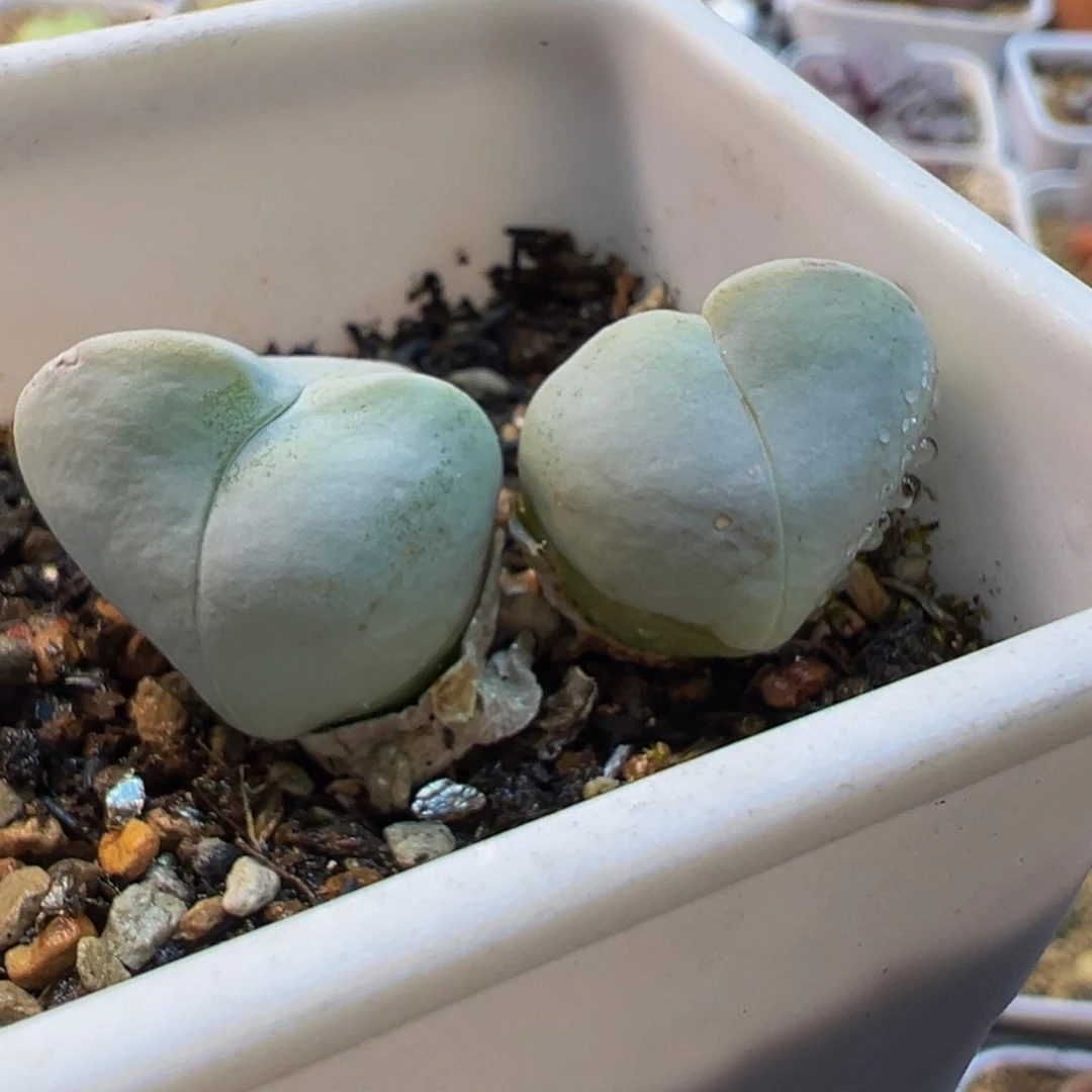 563多肉植物种类多样