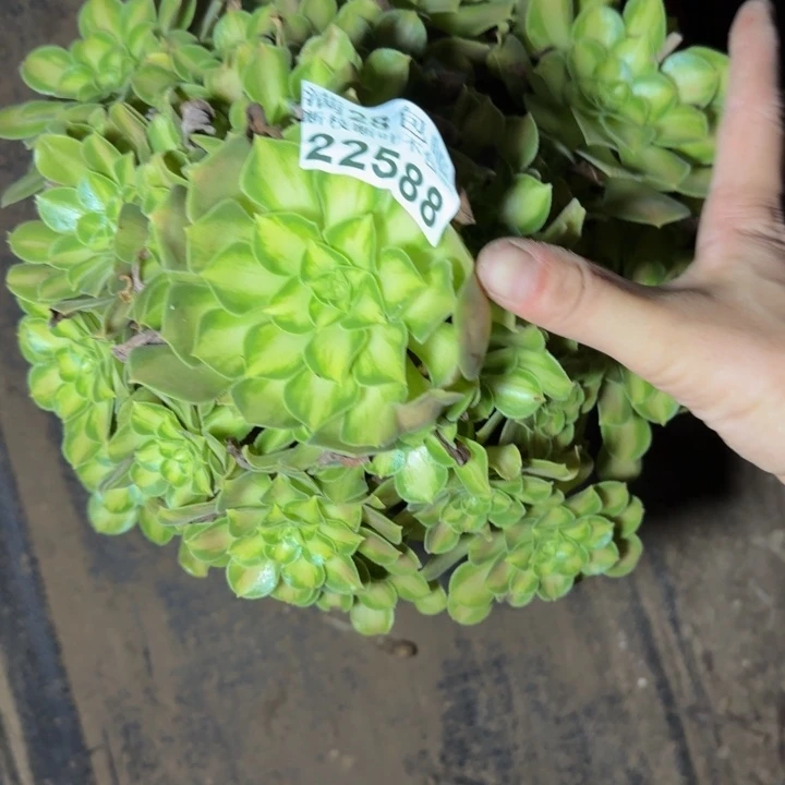 ༺***༻22588韶华多肉植物