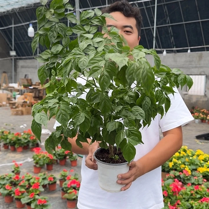大部分花苞少量开放幸福树
