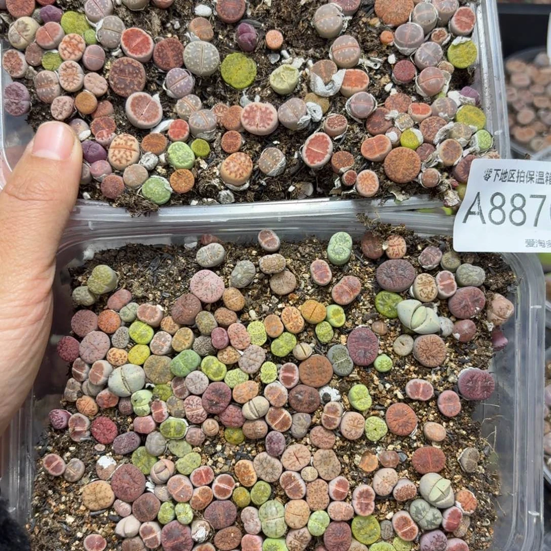 8870––零下地区需拍保温箱