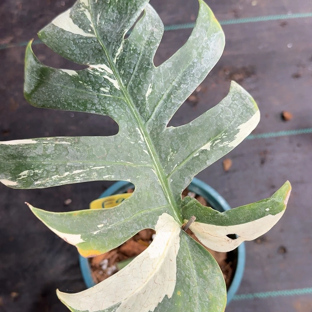 无花朵识*木泰国薄荷单叶F9