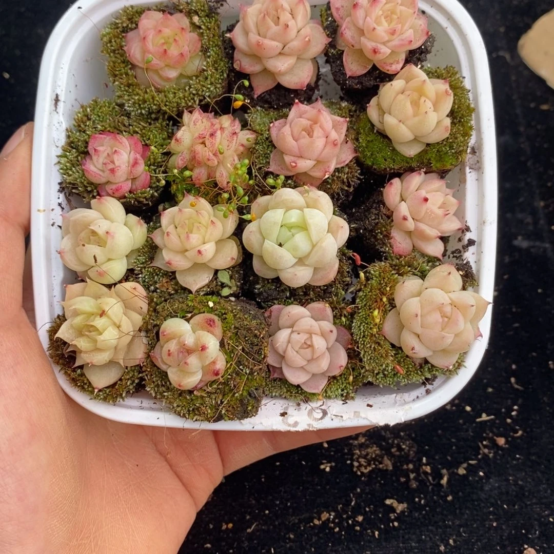 2-818 新疆西藏内蒙不发其他12.8包邮两到三公分多肉