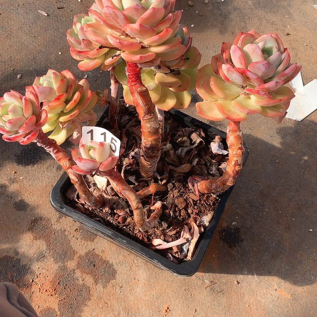 115 一物一拍多肉