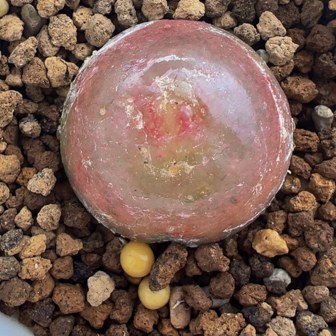 灯泡多肉植物带盆