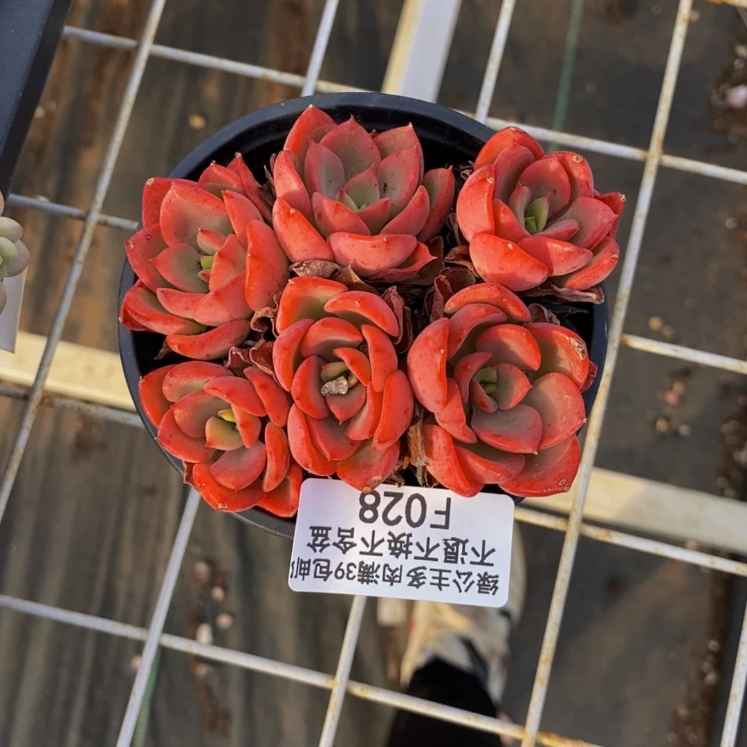 C****?028高贵多肉有砍