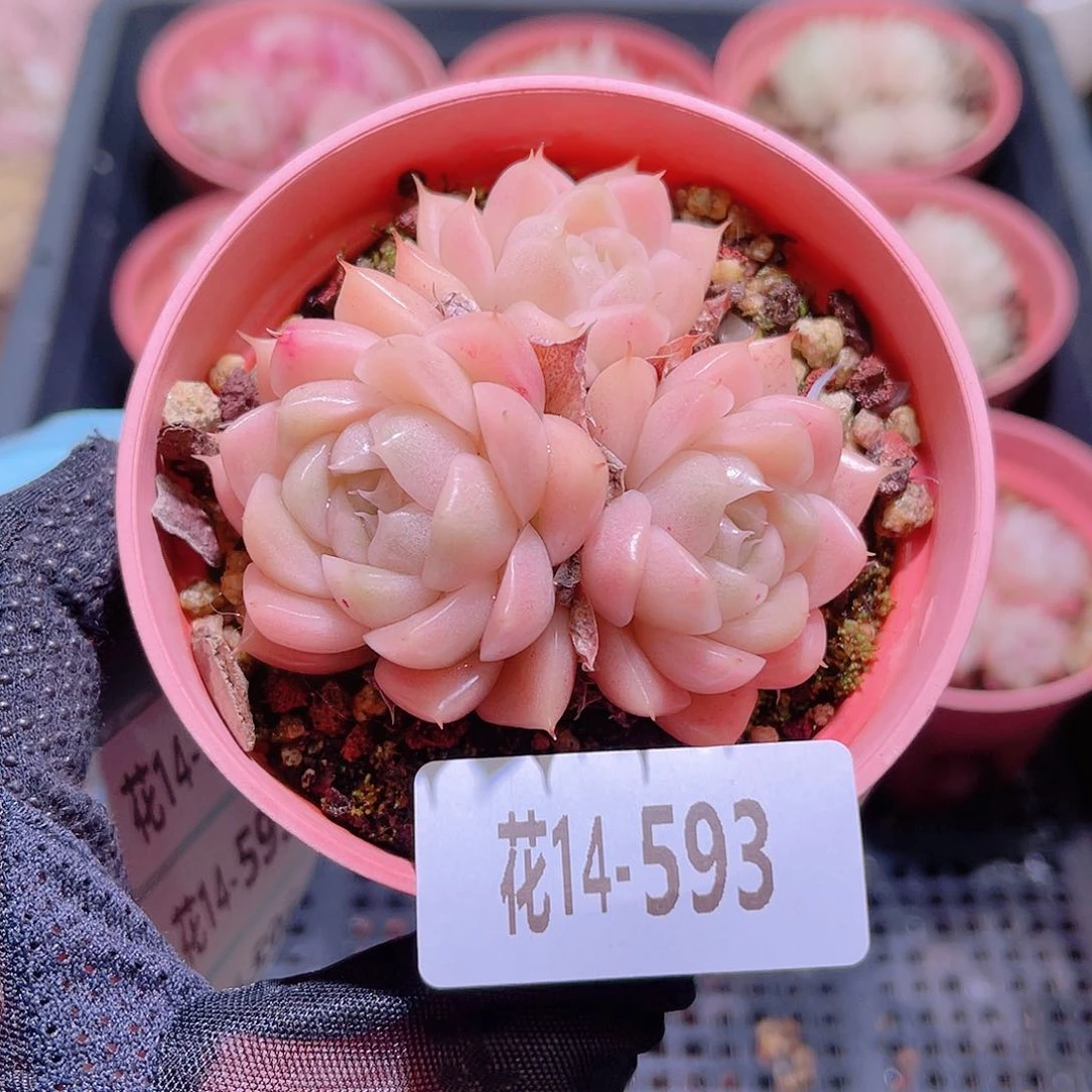 花利美14-593麦秆