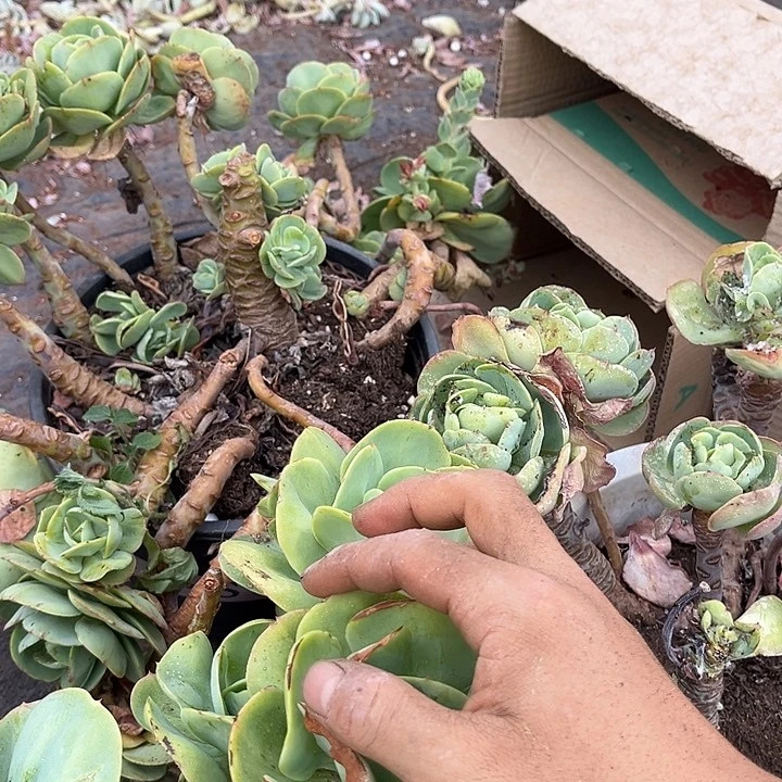 阿***妮碧桃3颗38.88多肉植物有虫处理