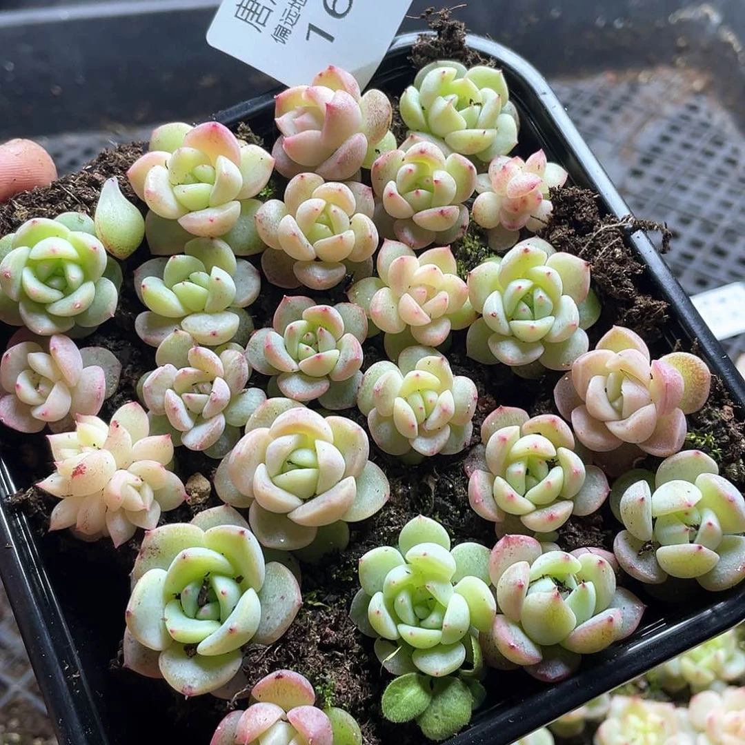 熊***毛珍妮混合一物一拍161