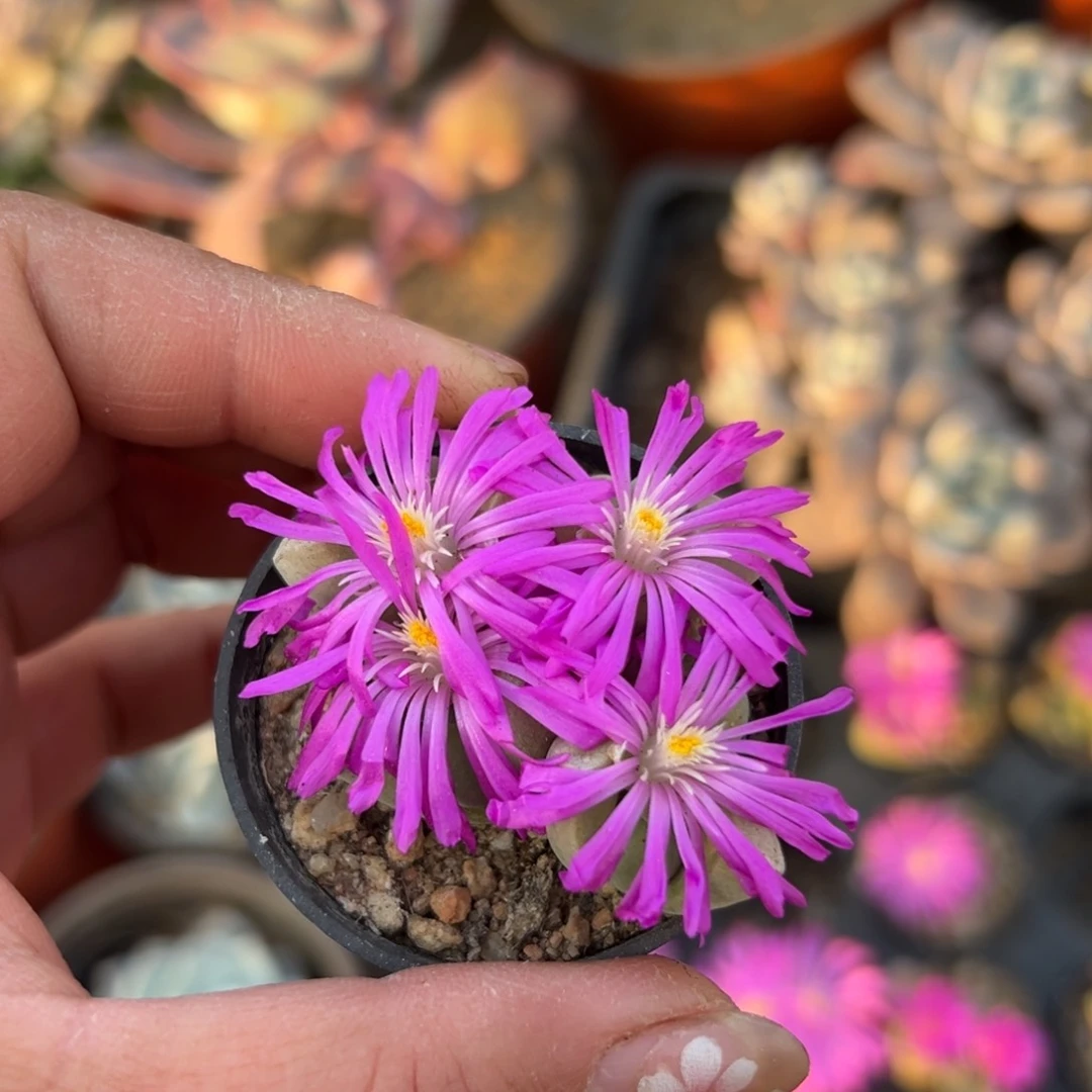 多肉植物多肉植物