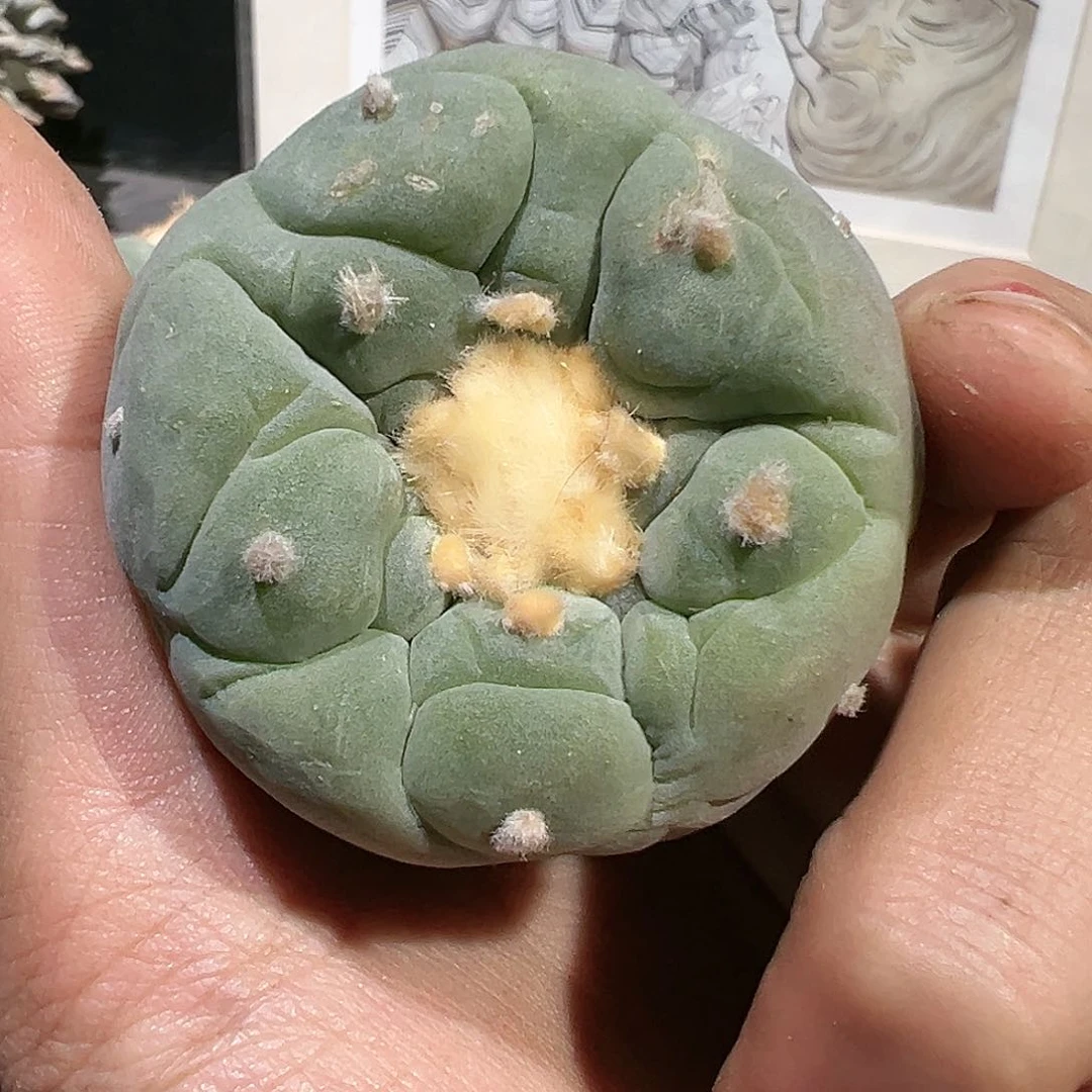 闪**光实生大体翠色佛头银