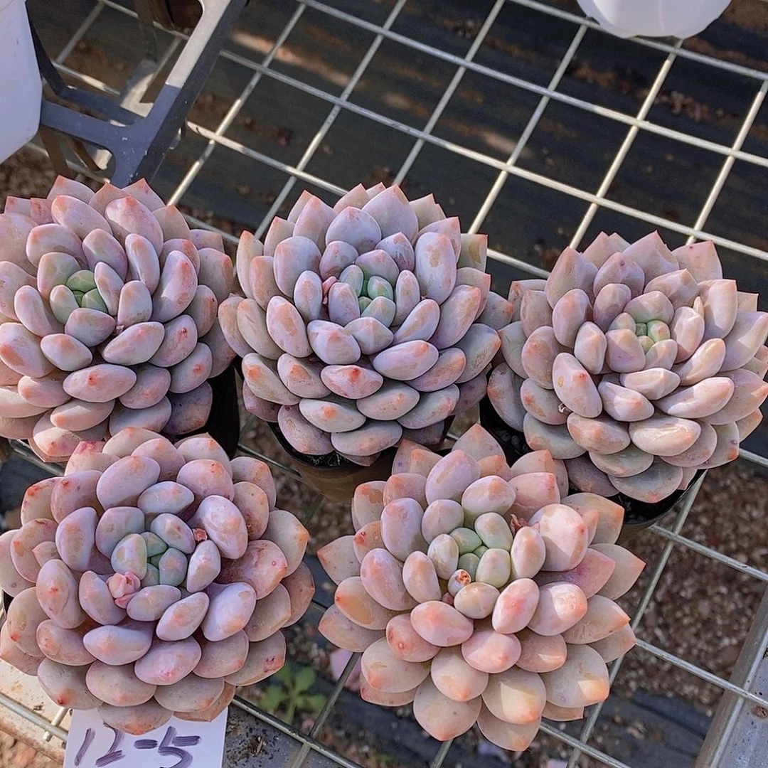 12-5 老桩半夏单头一颗量拍