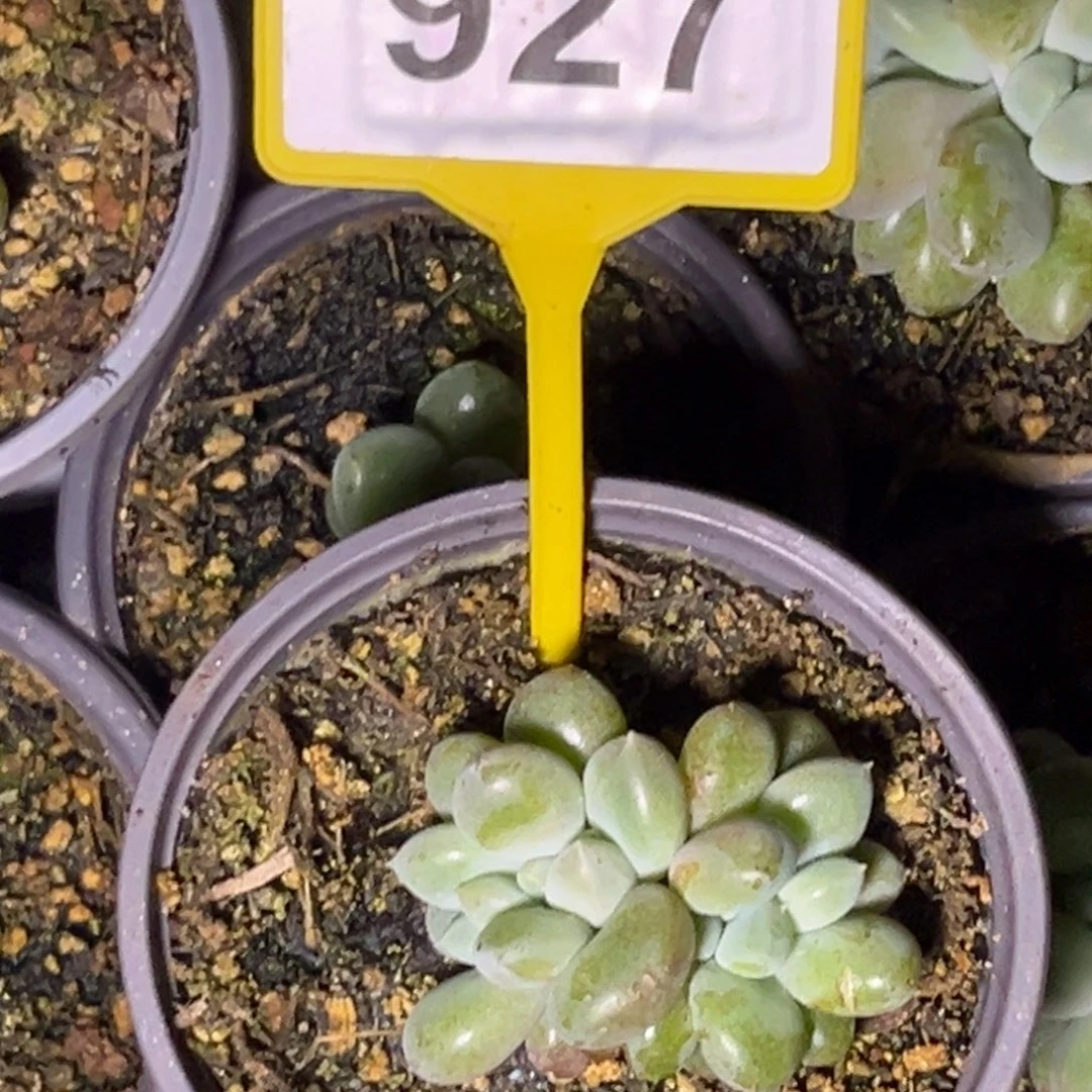 多肉植物胖体哥特缀927