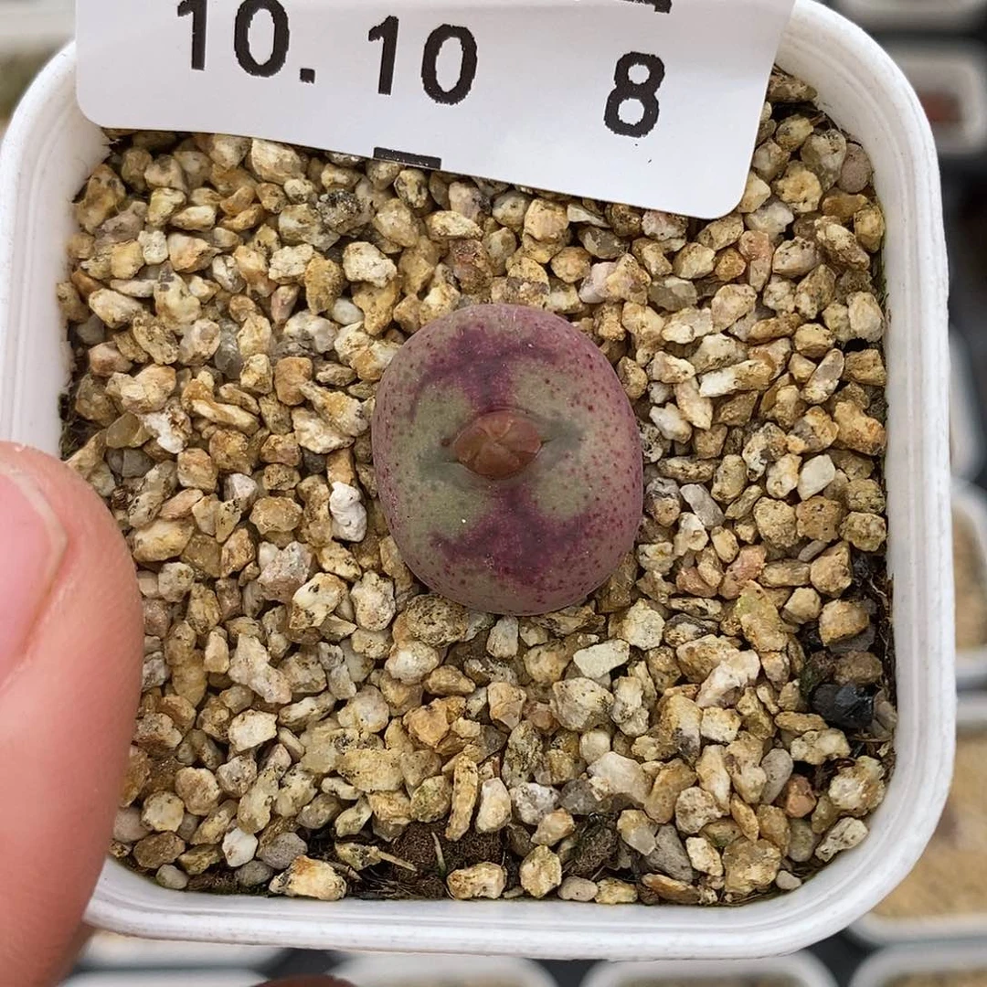 1010-8-杂交福利。