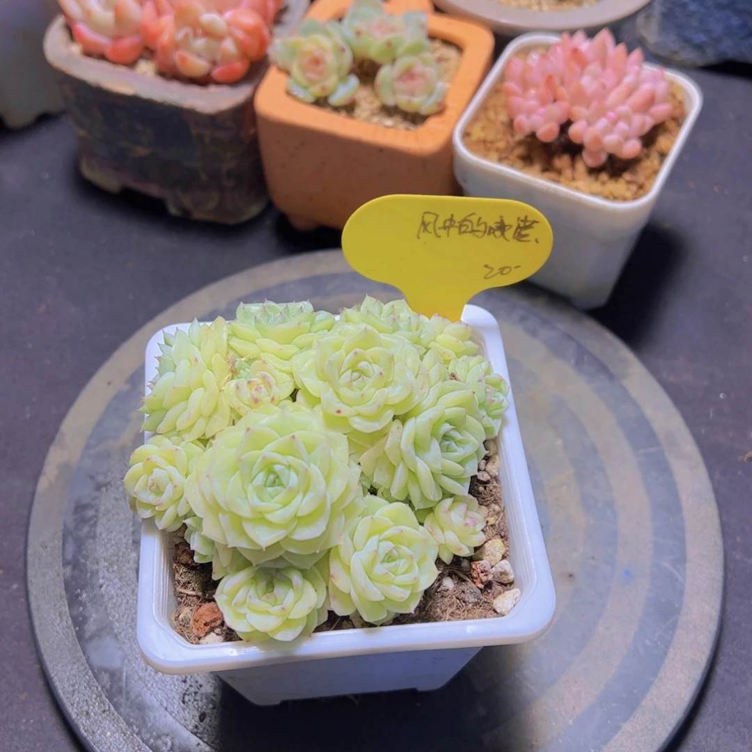 风***诺白天鹅杂，多肉植物