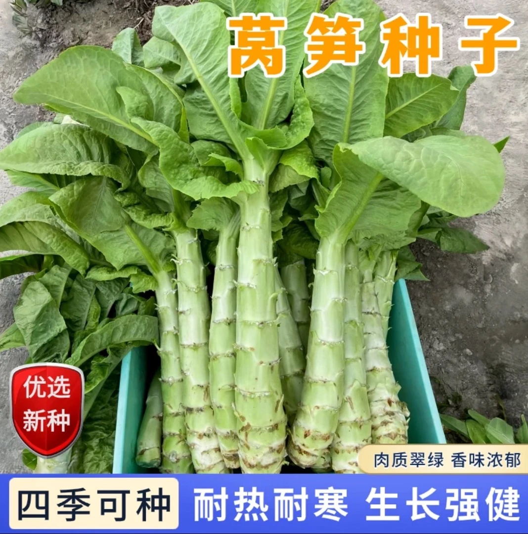 挂丝红莴笋种子 四季可种 红皮青肉莴笋 四季蔬菜种子